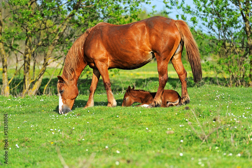 Photo: Horse Horse