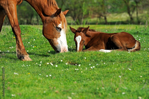 Photo: Horse Horse