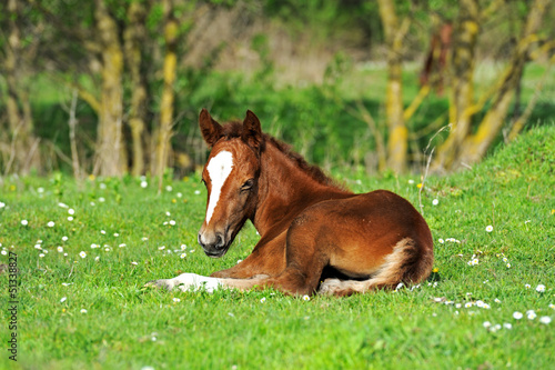 Photo: Horse Horse