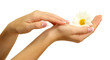 Beautiful woman hands with camomile, isolated on white