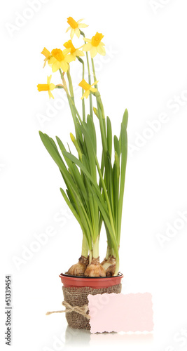 Photo: Beautiful yellow daffodils in flowerpot isolated on white Beautiful yellow daffodils in flowerpot isolated on white