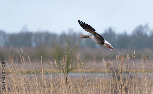 Photo: Goose flying over nature in spring Goose flying over nature in spring