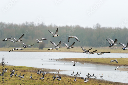 Photo: Flock of geese flying over a lake Flock of geese flying over a lake