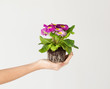 woman's hands holding flower in soil