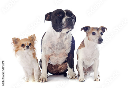 Photo: three dogs three dogs
