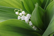 Muguet