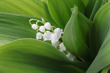 muguet