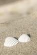 Foto: Stillleben mit zwei Muscheln, Sommerliebe, Strandurlaub Stillleben mit zwei Muscheln, Sommerliebe, Strandurlaub