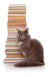 Cat and books