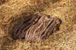 Frischling-03 - 09