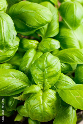 Photo: basil plant basil plant