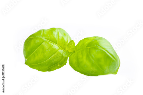Photo: basil leaves basil leaves