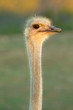 Ostrich portrait