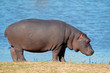 Hippopotamus
