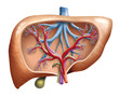 Human Liver (Leber Mensch)
