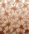 Connective tissue (Bindegewebe)