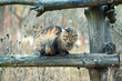Cat siting on a fence