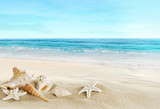 Landscape with shells on tropical beach