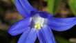 Zweiblättriger Blaustern - Scilla bifolia