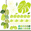 モンステラ　セット　素材　Monstera   Material