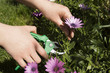 pruning a flower horizontal