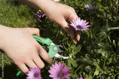 Photo: pruning a flower horizontal pruning a flower horizontal