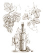 Pencil drawing of wine bottle and grape