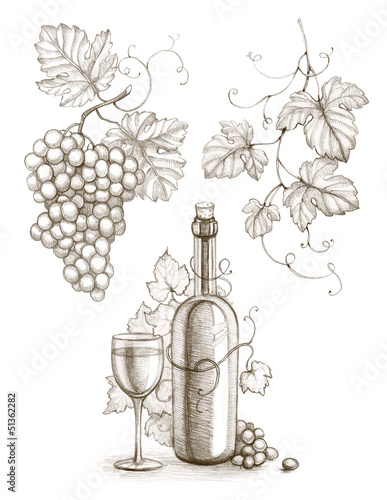 Illustration: Pencil drawing of wine bottle and grape Pencil drawing of wine bottle and grape