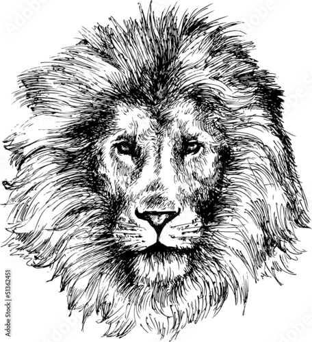 Fototapeta Lion head hand drawn