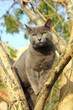 Wandering Gray Cat Sitting On ...