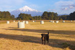 Villarrica Volcano, Patagonia, Chile