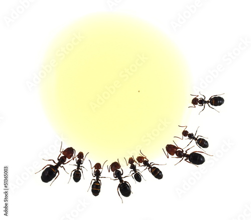 Photo: Ameisen am Honigtropfen Ameisen am Honigtropfen