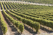 Vineyards