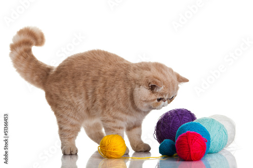 Photo: Exotic shorthair cat. Cat with balls of threads. Exotic shorthair cat. Cat with balls of threads.