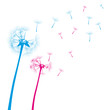 Dandelion vector blue pink