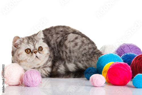 Photo: Exotic shorthair cat. Cat with balls of threads. Exotic shorthair cat. Cat with balls of threads.