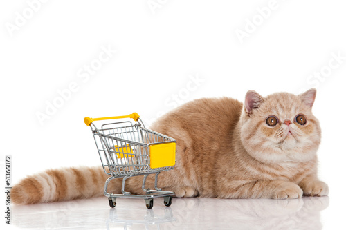 Photo: Exotic shorthair cat. cat with shopping cart isolated on white Exotic shorthair cat. cat with shopping cart isolated on white