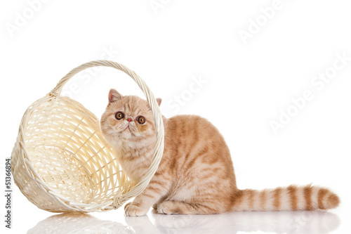 Photo: Exotic shorthair cat. Adorable kitten with basket on white back Exotic shorthair cat. Adorable kitten with basket on white back