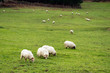 flock of sheep grazing