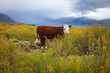 Cow grazing in Patagonia, Argentina