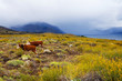 Cow grazing in Patagonia, Argentina