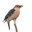 red bellied woodpecker eats a kernel of corn