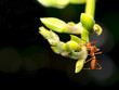 close up shot of ant climbing up plant