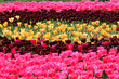Foto: Flower Flower