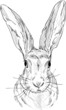 Vector: Portrait of a hare Portrait of a hare