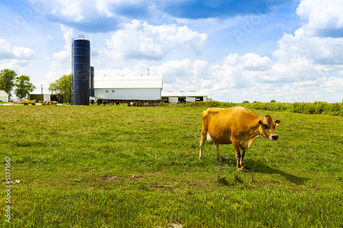 Photo: Dairy Farm Dairy Farm