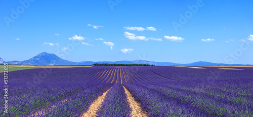 Photo: Lavender flower blooming fields and trees row. Valensole, Proven Lavender flower blooming fields and trees row. Valensole, Proven