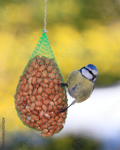 Photo: Blaumeise-33796b1 Blaumeise-33796b1