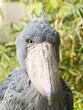 Portrait of unique shoebill bird