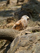 Red kite - Milvus Milvus